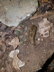 Geomalacus maculosus