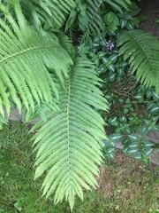 Matteuccia struthiopteris