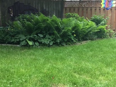 Matteuccia struthiopteris