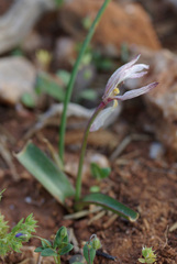 Tulipa cretica, photograph (c) gwynmwilliams, some rights reserved (CC BY)
