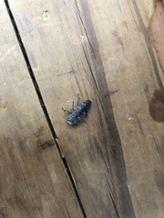 Chrysobothris femorata