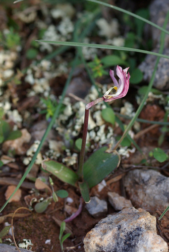 Tulipa cretica, photograph 6