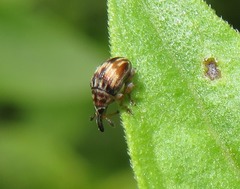 Nanophyes marmoratus