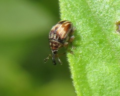 Nanophyes marmoratus