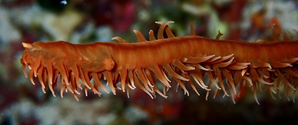 Stichopathes black coral (no English common name)