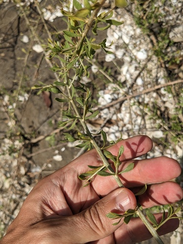 Inagua Lycium (Lycium americanum)