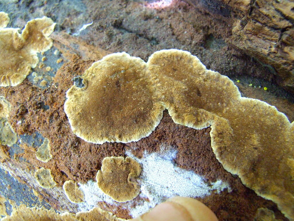 Fomitiporella sp. 'CA01'