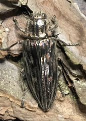 Chalcophora mariana