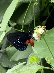 Eumaeus atala