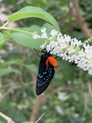 Eumaeus atala