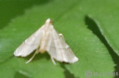 Cangetta hartoghialis