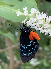 Eumaeus atala
