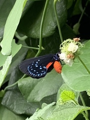 Eumaeus atala