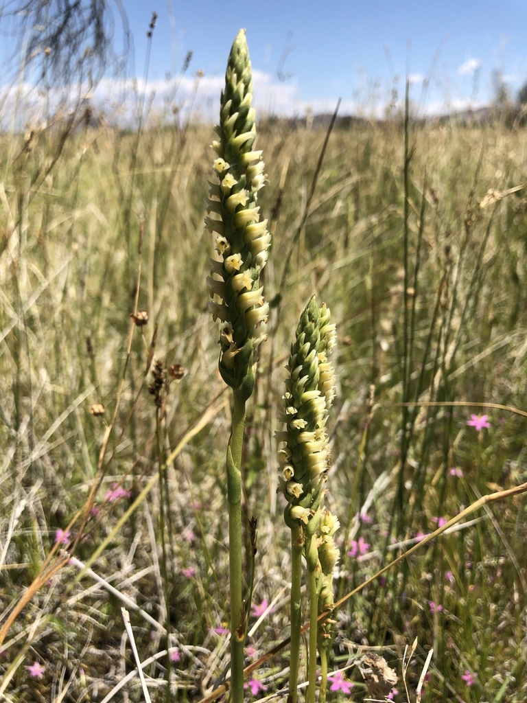 Ash Meadows Lady's Tresses