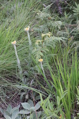 Helichrysum glomeratum