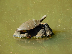Phrynops geoffroanus
