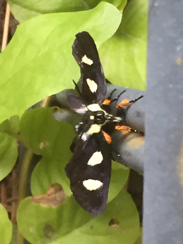 Eight-spotted Forester Moth