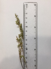 Festuca paradoxa