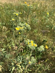 Potentilla astracanica