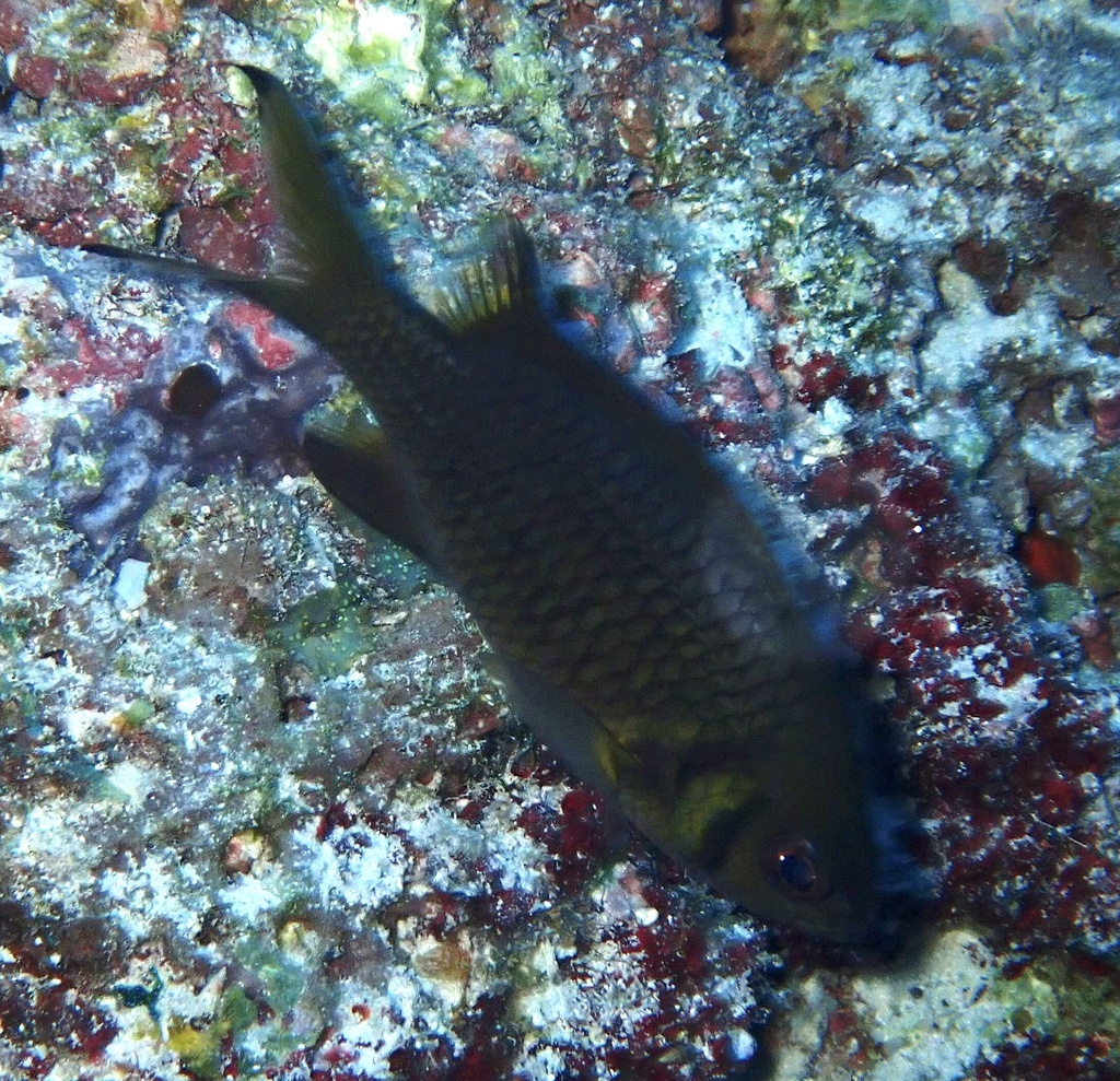 Doublebar chromis