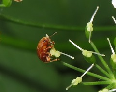 Cychramus luteus