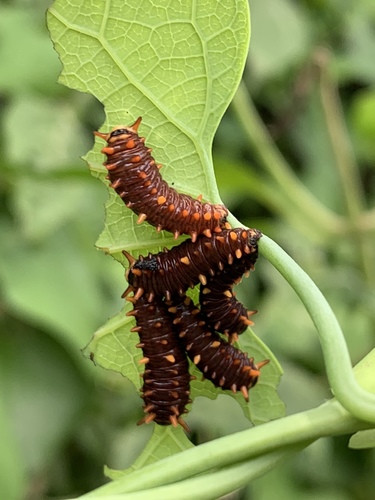 Polydamas Swallowtail