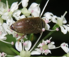 Byturus tomentosus
