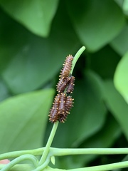 Battus polydamas