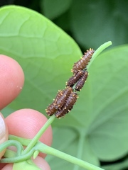 Battus polydamas