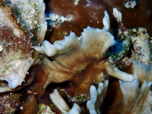 Pectinia paeonia