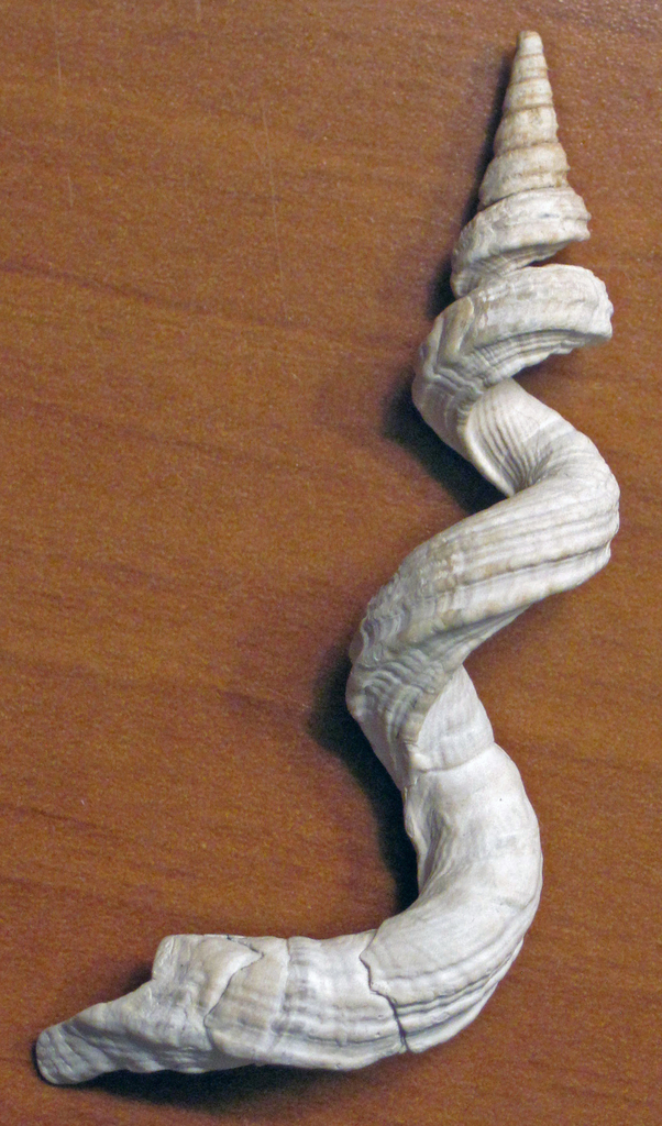 Vermicularia fargoi