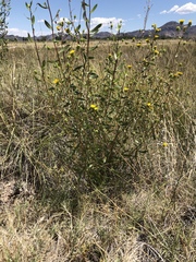 Grindelia fraxinipratensis