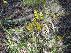 Triteleia ixioides anilina