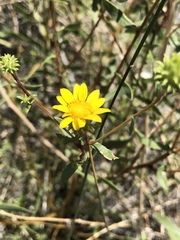 Grindelia fraxinipratensis