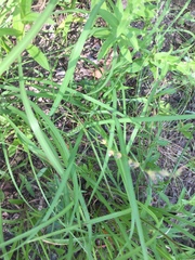 Lobelia appendiculata