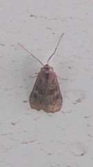 Nomophila noctuella