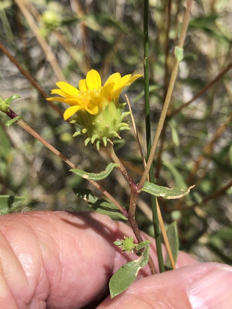 Ash Meadows Gumplant