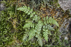 Asplenium pekinense