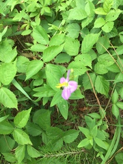 Rhexia mariana interior