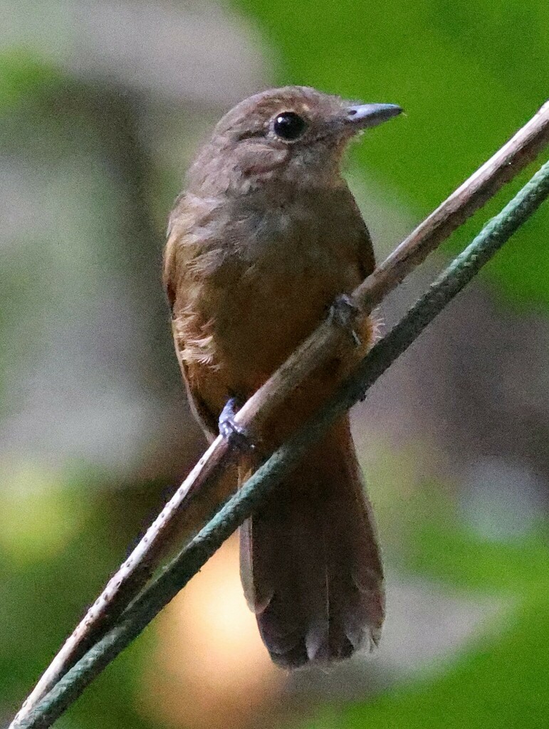 Cinereous Antshrike