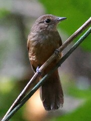 Cinereous Antshrike photo 1