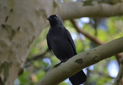 Corvus monedula