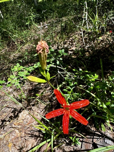 Image of Silene subciliata by (c) Laura Clark, some rights reserved (CC BY)