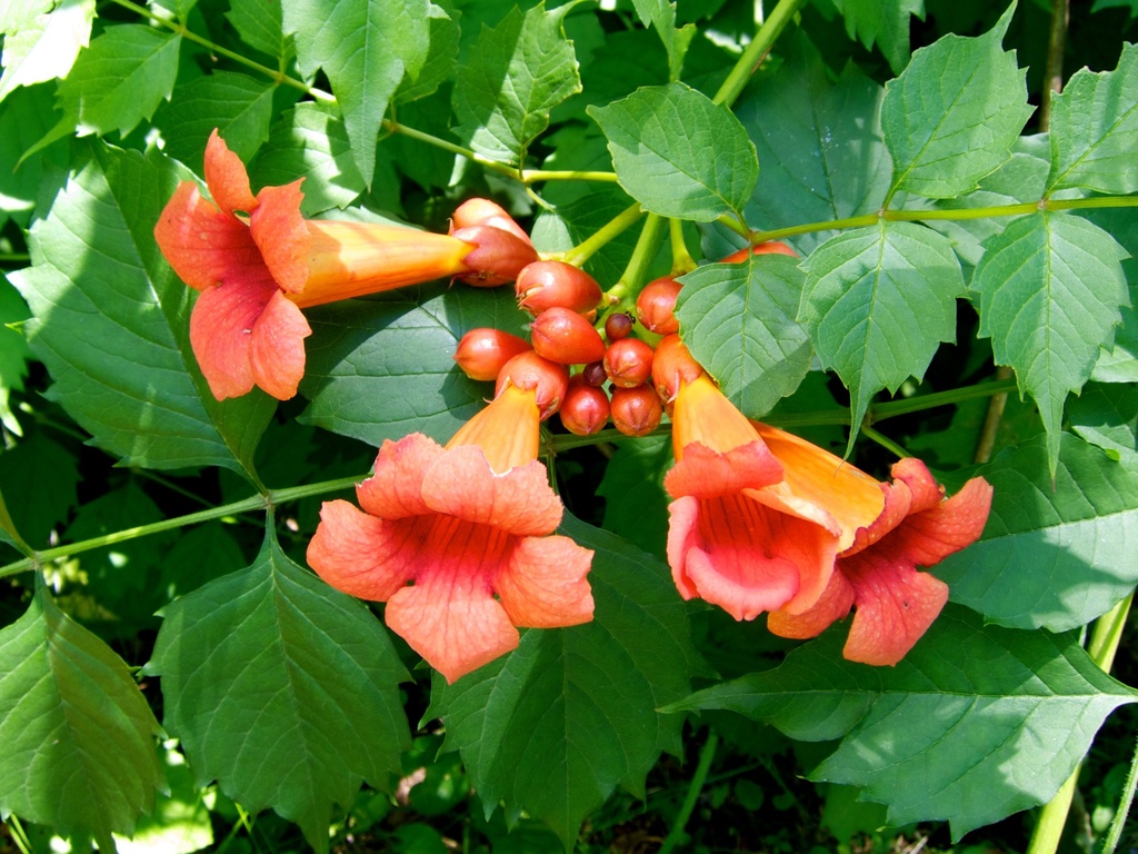 Trumpet Creeper Vine