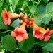 Trumpet Vines - Photo (c) Shihmei Barger 舒詩玫, some rights reserved (CC BY-NC-ND)