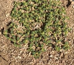 Euphorbia ocellata