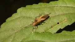 Hypselonotus bitrianguliger