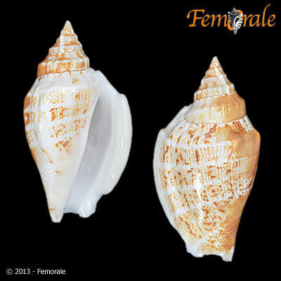 Variable Stromb