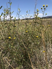 Grindelia fraxinipratensis