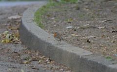 Erithacus rubecula